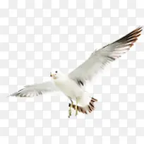 可爱白色创意飞鸟-空若网 可爱白色创意飞鸟-空若网