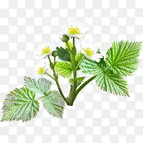 海棠白色海棠装饰-空若网 海棠白色海棠装饰-空若网