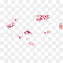 手绘白色花瓣-空若网 手绘白色花瓣-空若网