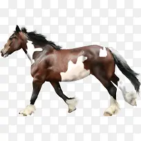 卡通马图片卡通素材-空若网 卡通马图片卡通素材-空若网