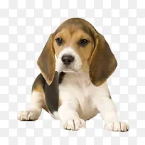 高清卡通卡通小狗-空若网 高清卡通卡通小狗-空若网