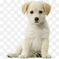 高清摄影白色的小狗-空若网 高清摄影白色的小狗-空若网