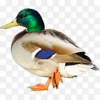 �ֻ�Ѽ��-������