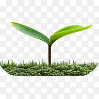 嫩芽-空若网 嫩芽-空若网