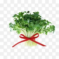 ��ɫ�߲�-������