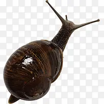 ��ɫ������ţ-������