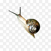 蜗牛-空若网 蜗牛-空若网