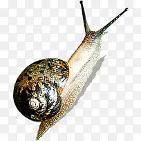 可爱爬行动物蜗牛-空若网 可爱爬行动物蜗牛-空若网