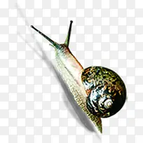 蜗牛创意设计手绘-空若网 蜗牛创意设计手绘-空若网