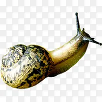 可爱蜗牛创意高清-空若网 可爱蜗牛创意高清-空若网