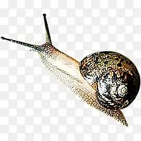 可爱高清春季蜗牛-空若网 可爱高清春季蜗牛-空若网