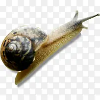 ��ţ�����ֻ�ɰ�-������