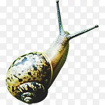 清新蜗牛创意高清-空若网 清新蜗牛创意高清-空若网