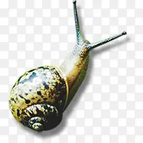 蜗牛可爱动物美景-空若网 蜗牛可爱动物美景-空若网