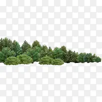 高清摄影效果小树林-空若网 高清摄影效果小树林-空若网