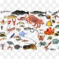 卡通海鲜-空若网 卡通海鲜-空若网