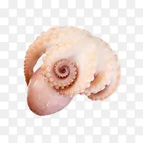 鱿鱼-空若网 鱿鱼-空若网