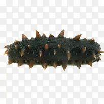 鲜美海参-空若网 鲜美海参-空若网