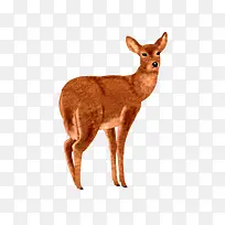 野生动物-空若网 野生动物-空若网