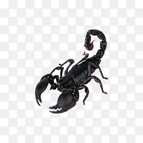 蝎子动物-空若网 蝎子动物-空若网