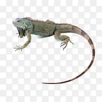 蜥蜴动物-空若网 蜥蜴动物-空若网
