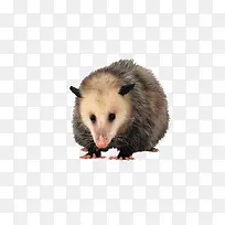 仓鼠动物-空若网 仓鼠动物-空若网