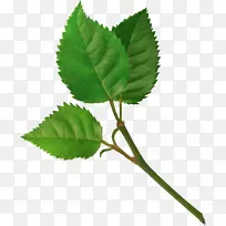 叶博客绘画剪贴画-叶-空若网 叶博客绘画剪贴画-叶-空若网