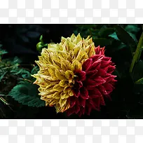 撞色花朵创意摄影-空若网 撞色花朵创意摄影-空若网