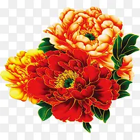 手绘富贵花春季插画-空若网 手绘富贵花春季插画-空若网