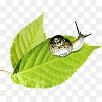 创意摄影合成绿色的树叶-空若网 创意摄影合成绿色的树叶-空若网