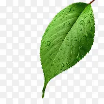 ������Ӱ��ɫ����Ҷ¶��-������