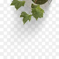 绿色的树叶偏扁平化-空若网 绿色的树叶偏扁平化-空若网