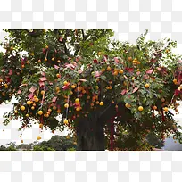 挂满愿望的许愿树-空若网 挂满愿望的许愿树-空若网