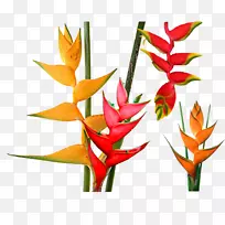 植物画切花.植物-空若网 植物画切花.植物-空若网