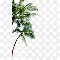 树-空若网 树-空若网