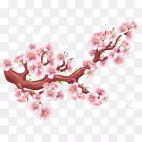 樱花鸟花枝-空若网 樱花鸟花枝-空若网