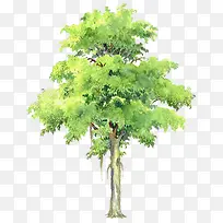 矢量垂叶榕树免扣素材-空若网 矢量垂叶榕树免扣素材-空若网