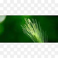 ÂÌÉ«±³¾°-¿ÕÈôÍø ÂÌÉ«±³¾°-¿ÕÈôÍø