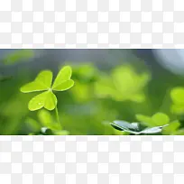 ��Ҷ�ݱ���-������