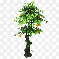 一颗橘子树-空若网 一颗橘子树-空若网