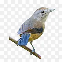 可爱麻雀-空若网 可爱麻雀-空若网