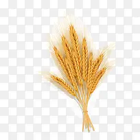 ½ðÉ«ÂóËëʸÁ¿ËزÄ-¿ÕÈôÍø ½ðÉ«ÂóËëʸÁ¿ËزÄ-¿ÕÈôÍø