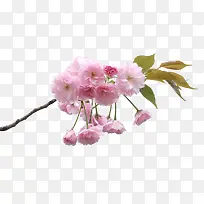 ��֦��ɫС��-������