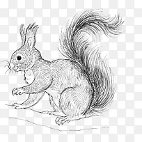 手绘松鼠-空若网 手绘松鼠-空若网