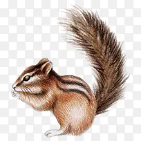 手绘水彩松鼠-空若网 手绘水彩松鼠-空若网