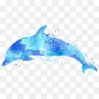水彩海豚-空若网 水彩海豚-空若网