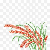 麦穗-空若网 麦穗-空若网