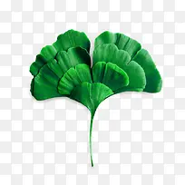 ��Ҷ��-������