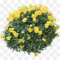 黄色春天促销花环-空若网 黄色春天促销花环-空若网