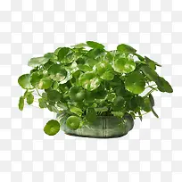 ��ɫˮ��ͭǮ���ز�-������